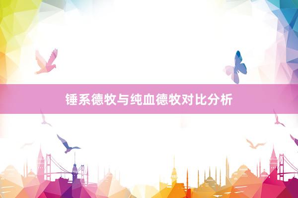 锤系德牧与纯血德牧对比分析